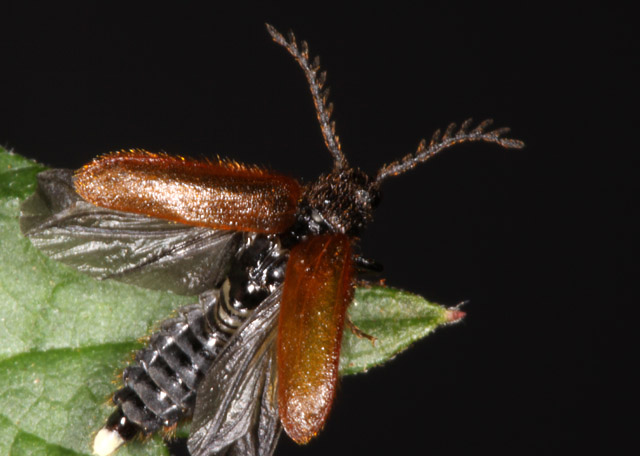 Drilus flavescens - Copyright Denis Bourgeois